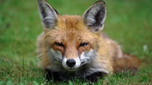 Close up shot of attentive red fox sitting in grass in the golden light.