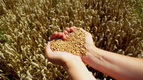 Holding Wheat Grain Overlooking Ripe Golden Field