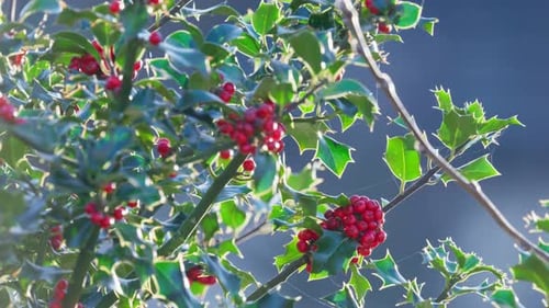 Scène hivernale rétro-éclairée montrant des baies de houx rouge vif et des feuilles vertes brillantes. Thème de Noël
