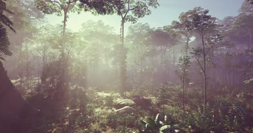 Lush Green Forest Bathed in Golden Sunlight During Early Morning Hours