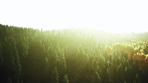 Sunlight Streaming Through the Trees in a Beautiful Forest