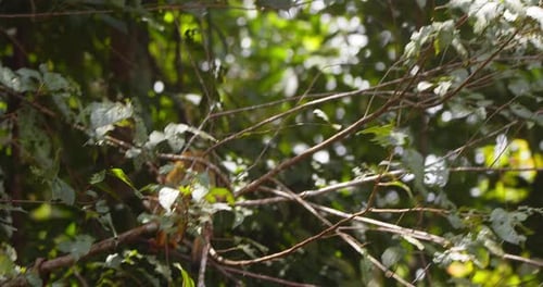 In the heart of Peru’s Amazon, a black-capped squirrel monkey moves through the canopy, seeking food