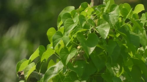 Green leaf - love shape -