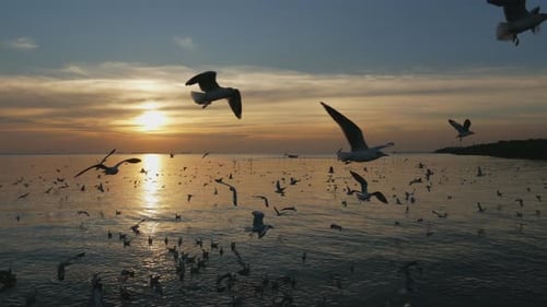 Many Birds Flying over Ocean at Sunrise