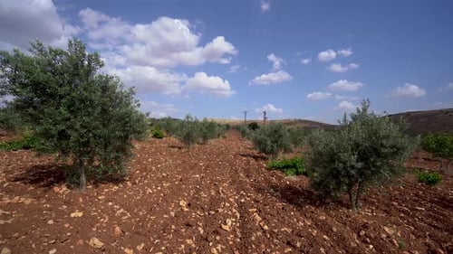 Olive trees in the field 4K