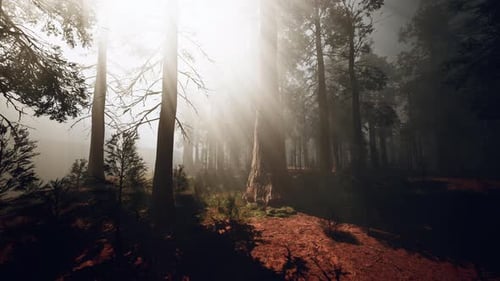 Sunlight Streaming Through the Dense Trees in a Peaceful Forest