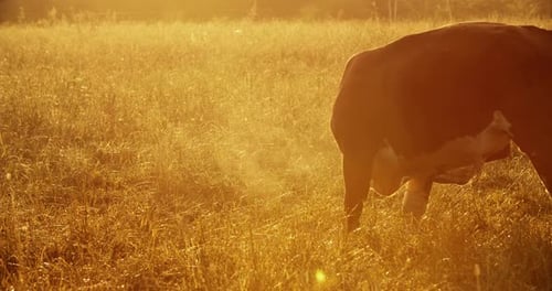 A Young Bull Grazes in a Meadow Sunlight and Fog
