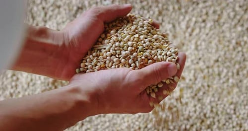 Slow motion close up shot of an young successful man farmer is controlling with his hands at the m