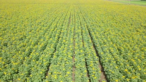 Luftaufnahmen über ein großes Sonnenblumenfeld.