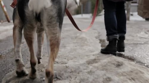 A dog and its owner out for a walk.