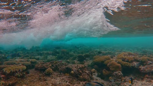 crashing wave as it passes over coral reef, with many tropical fish swimming on reef