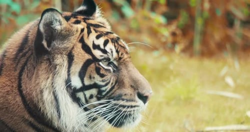 Majestueux tigre du Bengale se reposant tranquillement au milieu du feuillage doré de la forêt d'automne