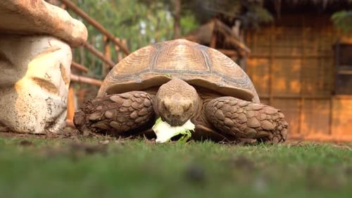 Große alte Schildkröte. Riesenschildkröte aß köstlich und mit Freude.