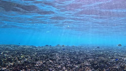 Buceo en aguas cristalinas con peces de arrecife en una isla tropical. Foto submarina.