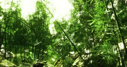 Lush Green Bamboo Forest Illuminated By Soft Sunlight in Peaceful Setting