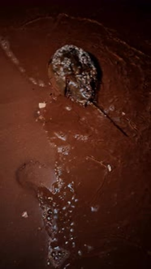 Des limulidés de l'ère paléozoïque rampant sur le sable la nuit.