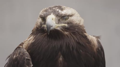 Profil eines majestätischen Steinadlers mit durchdringenden Augen und detailliertem Gefieder, isoliert auf einem weichen Grau