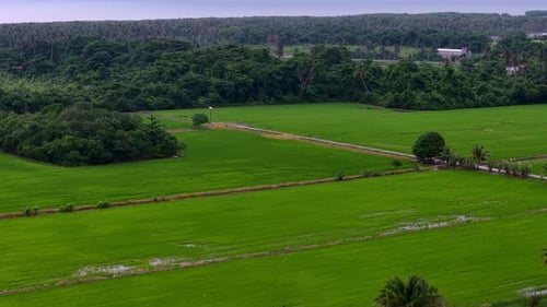 Lush green paddy field with a few palm trees in the background