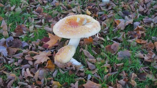 Fall Mushrooms Growing Amongst Autumn Leaves