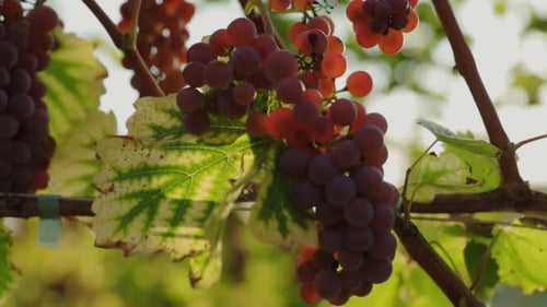 Ripe Red Grapes Hanging on Vine in Vineyard