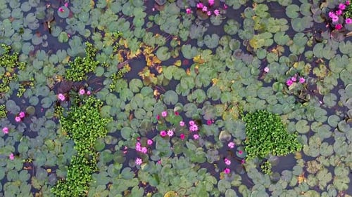 Water lily Grows with mosses and grasses, Water lily in the stream ,pond river sea, Water lily bloom