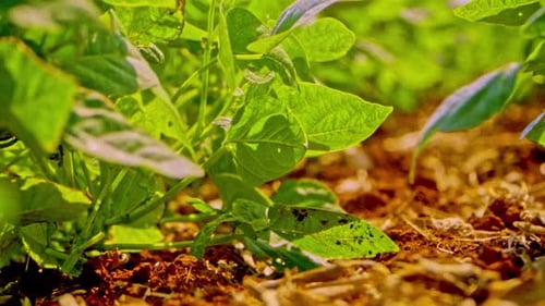 Sun rays going through the leaves of beans field plants. Slow motion