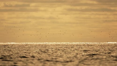 Abstract Sea Ocean Sunset Nature Background with Seagulls and Fishing Boat Trawler Catches Fish