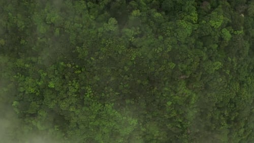 Lush Green Treetops Aerial View with Misty Clouds