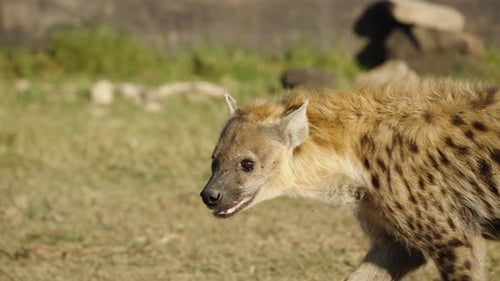 Wild hyena moving across the savanna while facing viewer