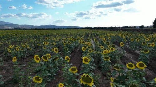 Vídeo con un dron sobrevolando un extenso campo de girasoles al atardecer sobre un cielo azul con c blanco