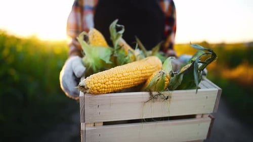 Wooden Box with Harvested Riped Corn Crop in Hands of Woman Farmer Walks on Agricultural Field Fresh