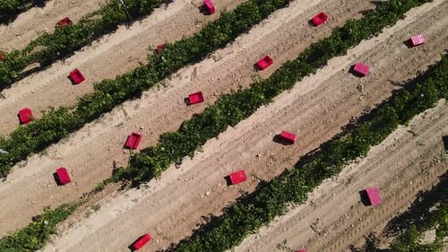 Vineyard
