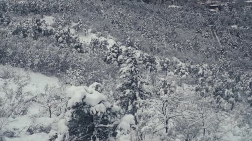 Aerial Top Down View of Snow Covered Winter Forest Beautiful Frost Covered Trees in Wilderness From