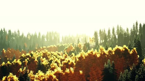 A Dense Forest with Towering Trees
