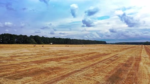 Field Landscape With Haystacks. Rural landscape field meadow with hay bales after harvest