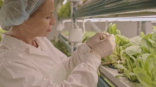 Woman Harvests Leafy Greens in Vertical Hydroponic Farm