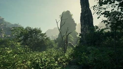 A Lush Green Forest Filled with Lots of Trees