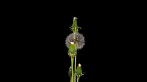 Dandelion Blooming Time-Lapse on Black Background