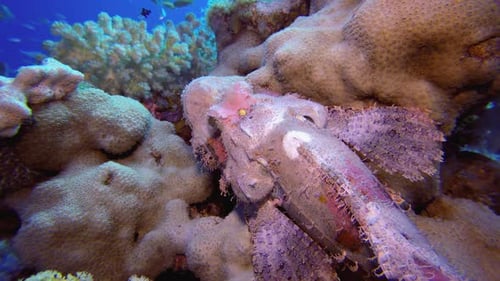 Tropische Skorpionfische und Korallen