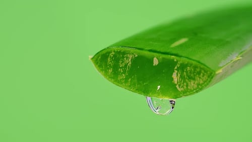 Aloe Vera8Aloe Vera Gel dripping from aloe leaf close-up.