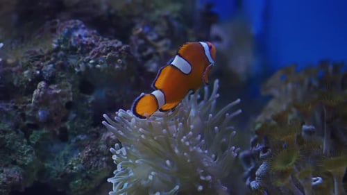 Poisson-clown brillant nageant dans une anémone de mer sur un récif corallien