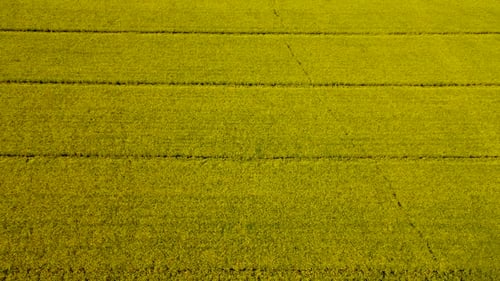 Yellow Blooming Canola Field Growing Rapeseed Crops Aerial View