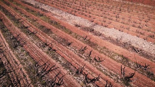 Paysage de campagne avec vignobles et plantations