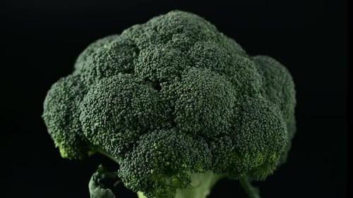 Close Up of Broccoli on Dark Background