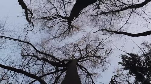 Vertical video of looking up through the twigs and branches of a winter woodland forest, aerial