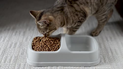 Tabby Cat Eats Food From Gray Bowl