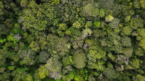 Aerial View of Dense Green Forest in Chapada Dos Guimaraes National Park Mato Grosso Brazil Drone