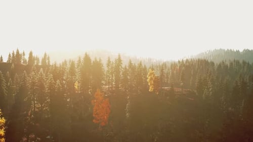 Sun Rays Streaming Through the Trees in a Peaceful Forest