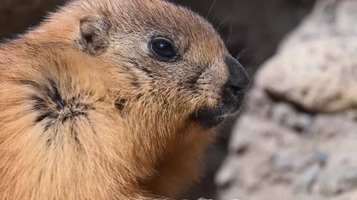 Die extreme Nahaufnahme eines jungen Langschwanzmurmeltiers (Marmota caudata) oder des goldenen Murmeltiers mit Höhle