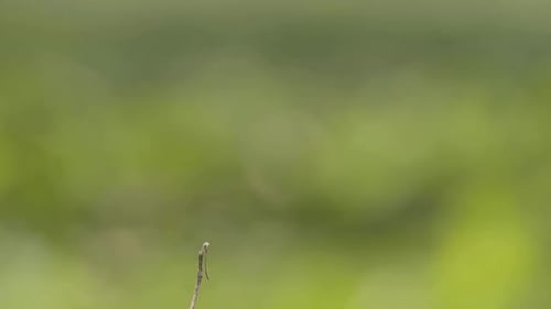 Une
libellule indécise atterrit sur un bâton isolé et décolle à plusieurs reprises. DOF, bokeh, images au Ralenti